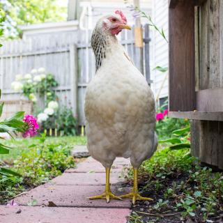 photo of a chicken looking at the camera, in a backyard, with flowers, paver stones, and a gate or fence nearby. 