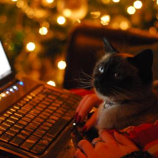 Photograph of a cat in the lap of a person with a laptop, Christmas decorations in background.