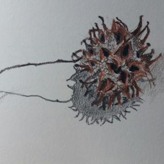 drawing of prickly seed from sweet gum tree