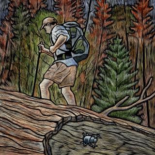 Hiker in dying forest