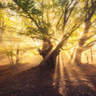 old tree with sun rays at sunrise Foggy forest - Stock image