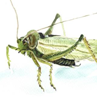 Watercolor illustration of a cricket (insect)