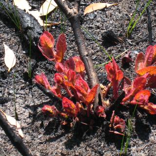 Photo of new growth after a fire