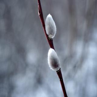 Photograph of pussy willows against a greyish background, early spring