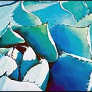 ﻿Blue Agave. © 2008 by Laura Janes.