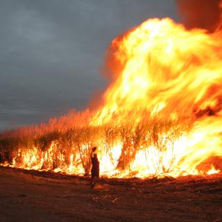 Sugar cane field burning, Australia, 2010