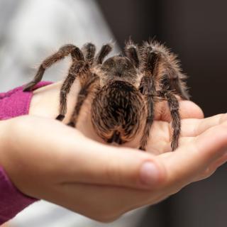 Child's hands holding tarantula