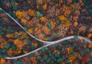 Aerial shot of road lined by trees