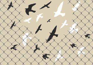 Illustration of black and white birds intertwined with the wire of a gray fence