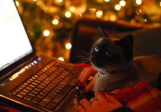Photograph of a cat in the lap of a person with a laptop, Christmas decorations in background.