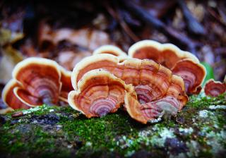 Close up photo of mushrooms on a fallen log.