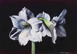 White Amaryllis. © 2005 Gail Coppock. Watercolor, 10.5x15 inches