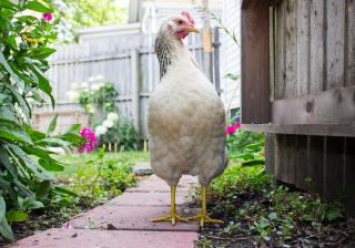 photo of a chicken looking at the camera, in a backyard, with flowers, paver stones, and a gate or fence nearby. 