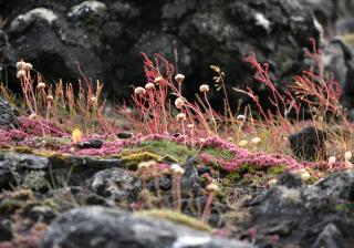 Plants growing among rocky ruins
