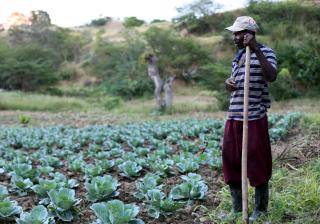Farmer in Haiti with cabbages