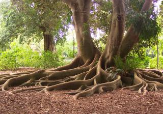 Exotic Roots of a Bay Fig Tree - Stock image