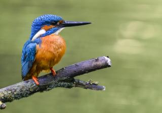 Common Kingfisher bird on a branch - Stock image