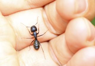 A hand holding an ant.