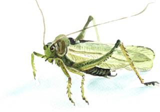 Watercolor illustration of a cricket (insect)
