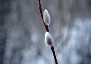 Photograph of pussy willows against a greyish background, early spring