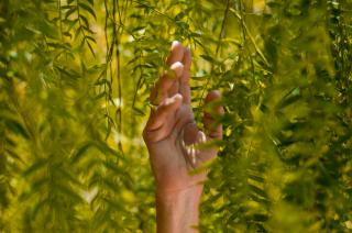A person moves their hand upward amid verdant hanging leaves.