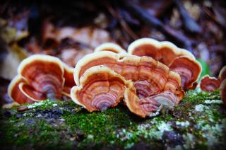 Close up photo of mushrooms on a fallen log.