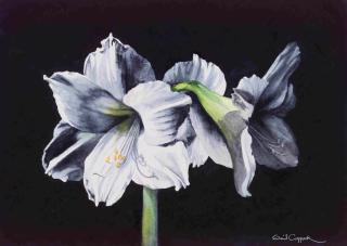 White Amaryllis. © 2005 Gail Coppock. Watercolor, 10.5x15 inches
