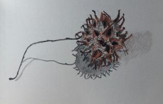 drawing of prickly seed from sweet gum tree