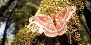 Ceanothus silk moth on the trunk of a California black oak tree