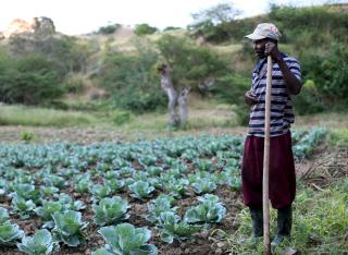 Farmer in Haiti with cabbages