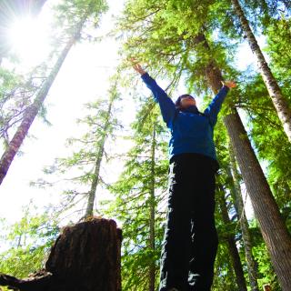 Stock photo of a person looking up with raised hands in a sunny forest. Shot from below.