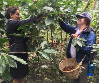 Lily (right) and her FEM coach pick coffee berries
