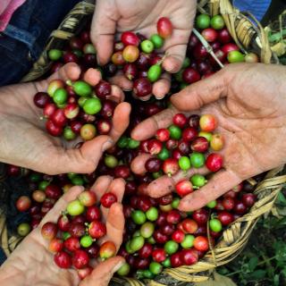 Hands holding coffee berries