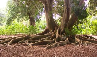 Exotic Roots of a Bay Fig Tree - Stock image