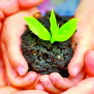 2 pairs of hands holding a seedling