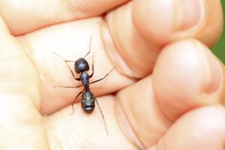 Saving ants: Parents as spiritual educators | UU World Magazine