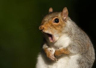 photo of a squirrel looking surprised