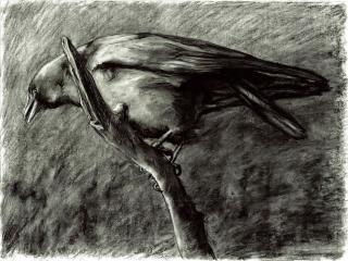 charcoal on paper drawing of a bird. Black and white.