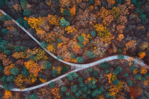 Aerial shot of road lined by trees