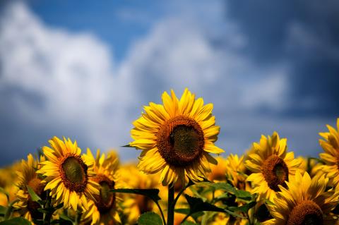 Bright yellow sunflowers stand together, and a blue sky with white fluffy clouds is behind them.